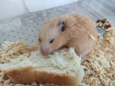 Turuncu Suriye hamsterı ekmek yiyor.