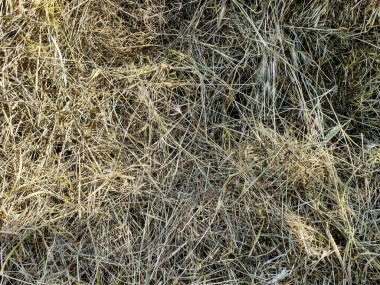 Kurumuş saman arka plan ve doku