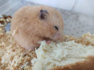 Turuncu Suriye hamsterı ekmek yiyor.