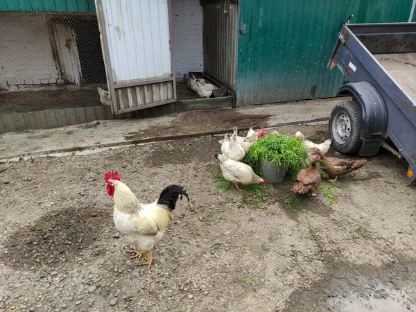 Landwirtschaftliche Vögel Hahn Hühner Und Enten Hof — Stockfoto
