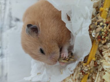 Kafesinde yemek yiyen sevimli bir hamster.