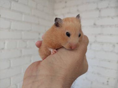 Şirin Suriyeli hamster sahibinin ellerinde.
