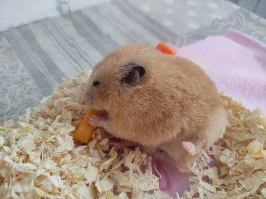 Şirin Suriyeli hamster havucu kaldırılmış bacağıyla yiyor.
