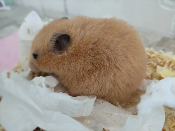 Hamster Eating Food His Cage Close — Stock Photo, Image