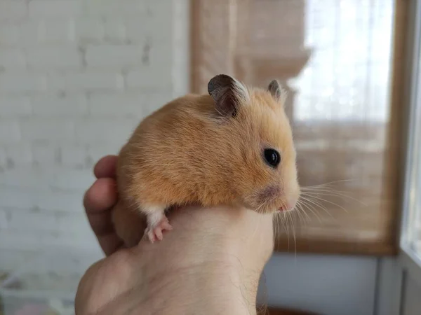Bonito Hamster Sírio Nas Mãos Proprietário — Fotografia de Stock