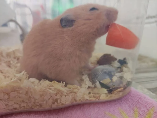 Lindo Hámster Sirio Comiendo Zanahoria Jaula —  Fotos de Stock