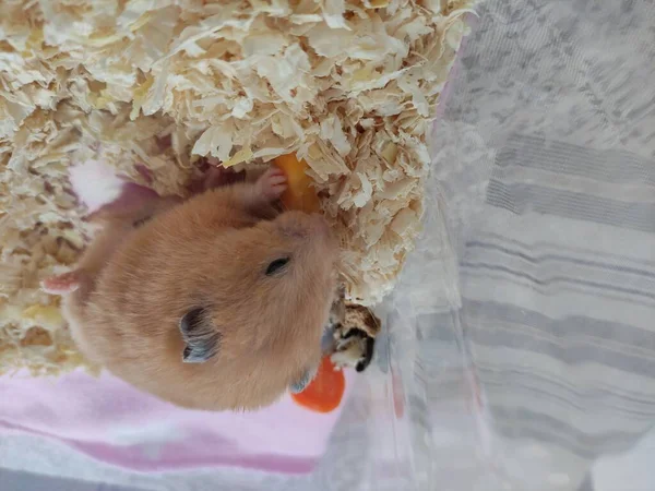 Cute Syrian Hamster Eats Carrot Lifted Leg — Stock Photo, Image