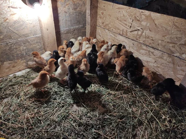 Kis Csirkék Egy Baromfitartó Gazdaságban — Stock Fotó