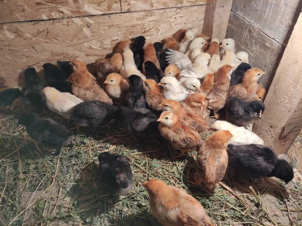 Små Kycklingar Fjäderfäfarm — Stockfoto