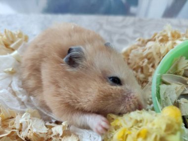 Mısır yiyen Suriyeli hamster