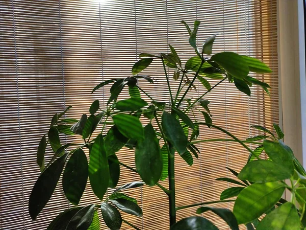 Binnenplanten Achtergrond Van Bamboe Gordijnen — Stockfoto