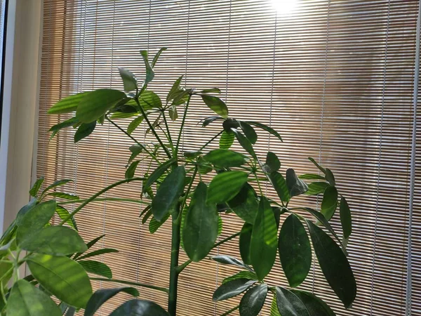 Plantas Interior Fundo Das Cortinas Bambu — Fotografia de Stock