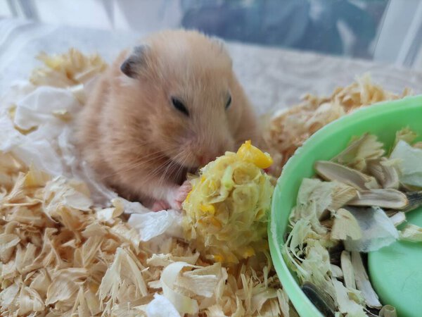 Syrian hamster eating a corn