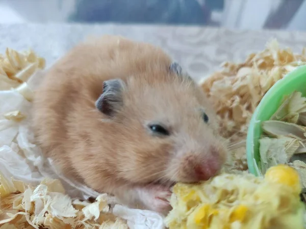 Hamster Sírio Comer Milho — Fotografia de Stock