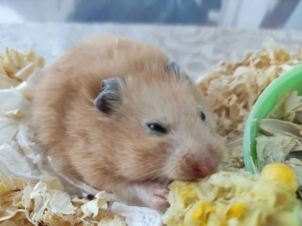 Syrische Hamster Eet Een Maïs — Stockfoto