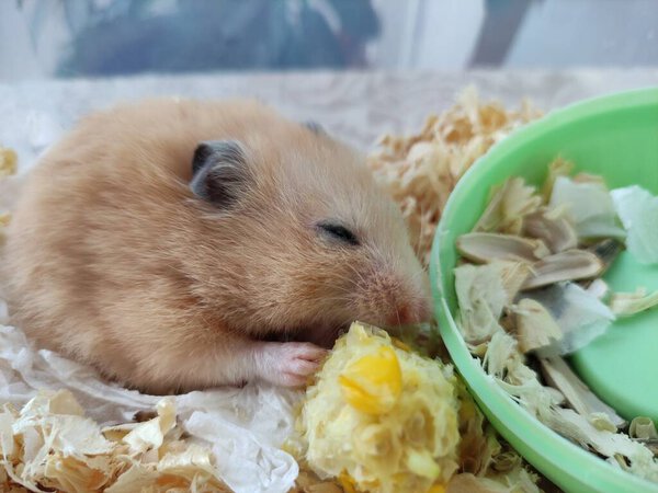 Syrian hamster eating a corn