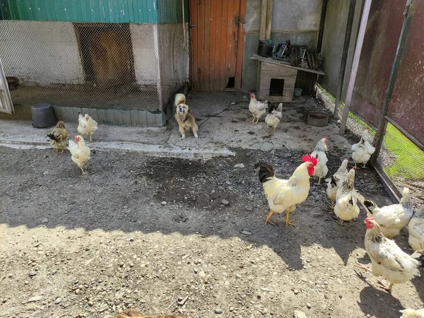 마당에 경비견 — 스톡 사진