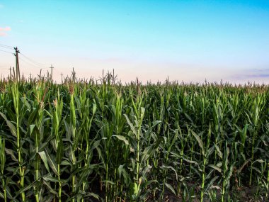 Mısır tarlası, hatta bir sıra mısır.