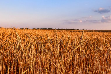 Akşam güneşiyle aydınlatılan altın buğday başakları