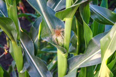 Genç mısır koçanları, yakın plan.
