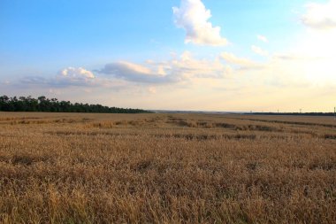 Akşamüstü buğday tarlasında.