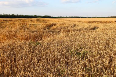 Olgun buğday tarlası Gün batımında