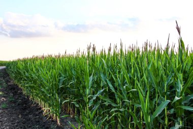 Bir tarladaki mısırlar bile