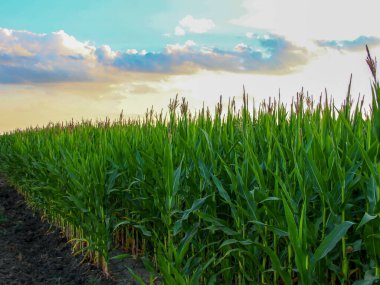 Bir tarladaki mısırlar bile