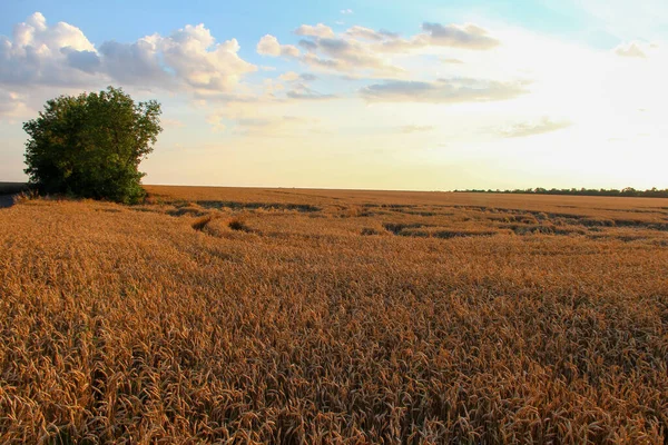 Campo Trigo Por Noche Atardecer — Foto de Stock