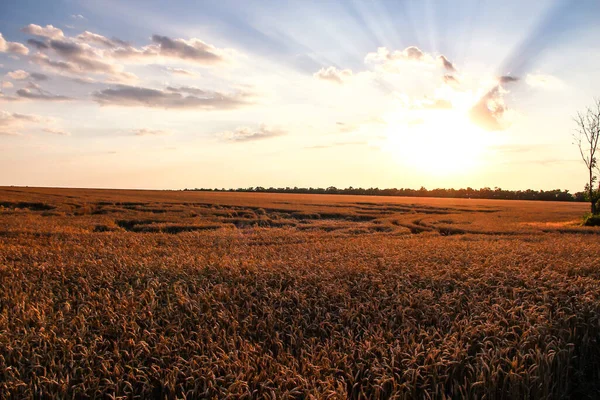 Пшеничное Поле Вечером Закате — стоковое фото