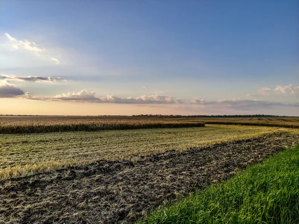 Campo Trigo Maduro Atardecer — Foto de Stock