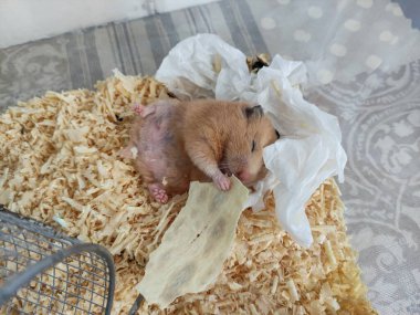 Uykulu hamster sırt üstü uzan ve gözleri kapalı ye.