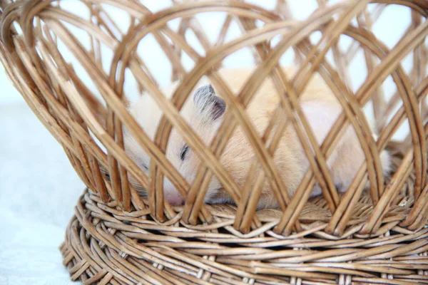 Hamster Syrien Dormant Dans Panier Osier Gros Plan — Photo