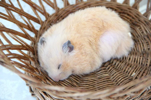 Hamster Syrien Dormant Dans Panier Osier Gros Plan — Photo