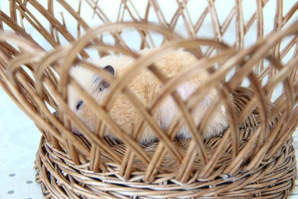 Hamster Sírio Dormindo Cesta Vime — Fotografia de Stock
