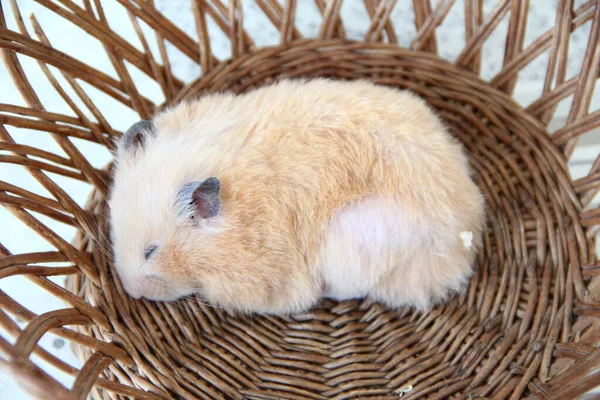 Hamster Syrien Dormant Dans Panier Osier Gros Plan — Photo