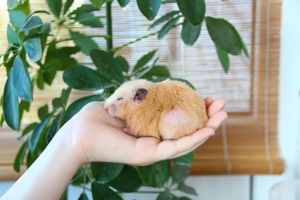 Syrische Hamster Slapen Vrouwelijke Hand Achtergrond Van Binnenlandse Planten — Stockfoto