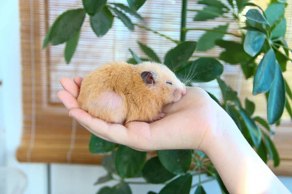 Hamster Sírio Dormindo Mão Feminina Fundo Plantas Domésticas — Fotografia de Stock