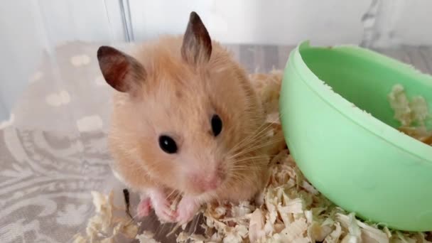 Hamster Syrien Tremble Peur — Video