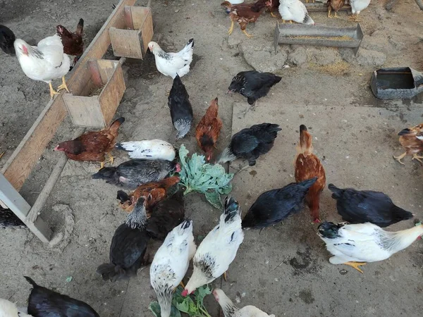 Pollos Alimentándose Granja — Foto de Stock
