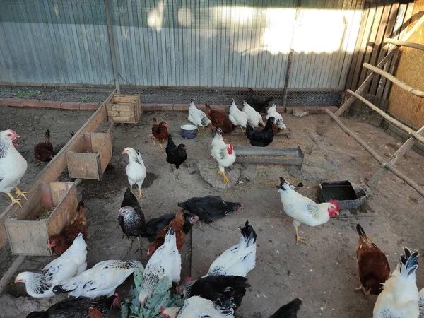 農場の鶏は新鮮な野菜をつまむ — ストック写真