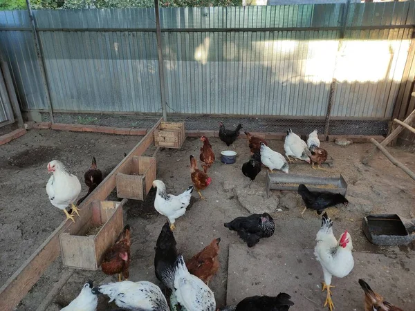 農場で鶏が餌をやる — ストック写真