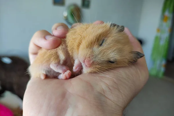 Adorable Hámster Durmiendo Una Mano —  Fotos de Stock