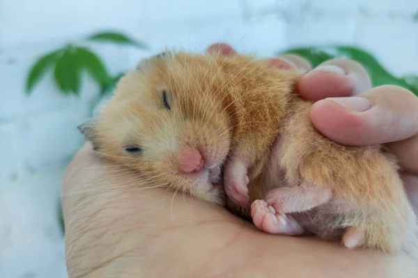Bonito Hamster Sírio Dormindo Mão Proprietário — Fotografia de Stock