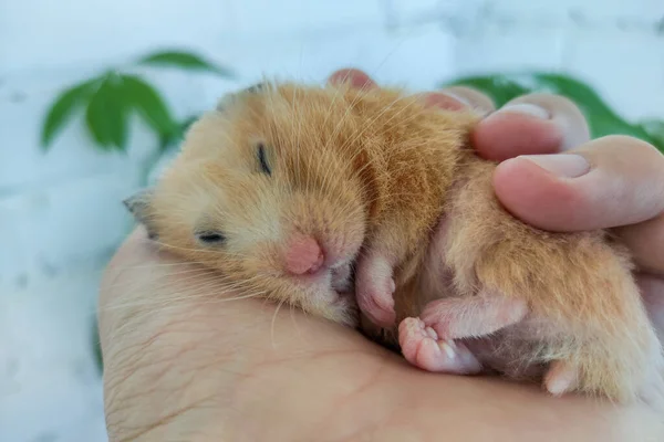 Cute Syryjski Chomik Śpi Ręku Właściciela — Zdjęcie stockowe