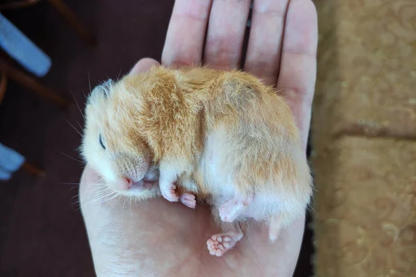 Bonito Hamster Sírio Dormindo Uma Palma — Fotografia de Stock