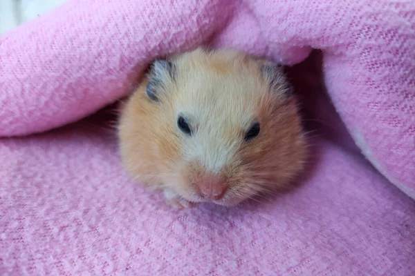 Syrische Hamster Gluurt Onder Een Deken Vandaan — Stockfoto