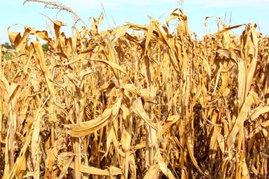 Kuru mısır hasat için hazır.