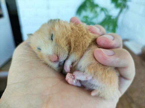 Niedlicher Syrischer Hamster Schläft Der Hand Seines Besitzers — Stockfoto