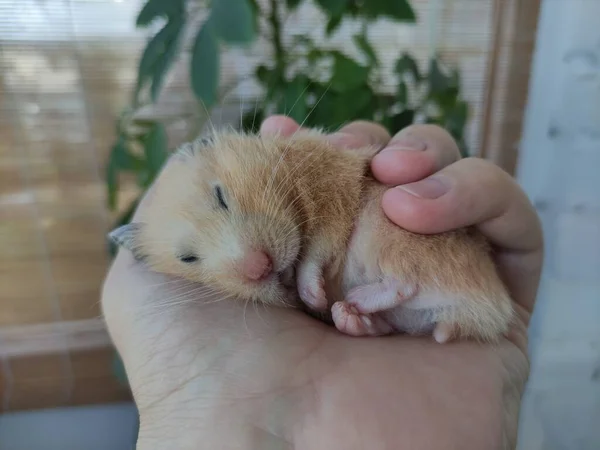 Adorável Hamster Dormindo Uma Mão — Fotografia de Stock